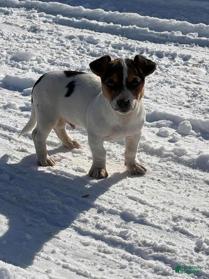 Jack Russell Terrier dogs Jack - Ad 15