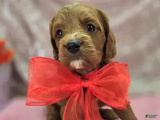 Cavapoo dogs Iceberg - Ad 38