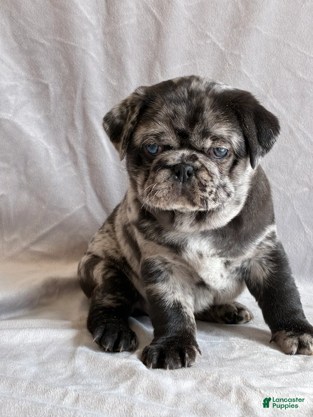 Pug dogs for sale: Tucker - Ad 8
