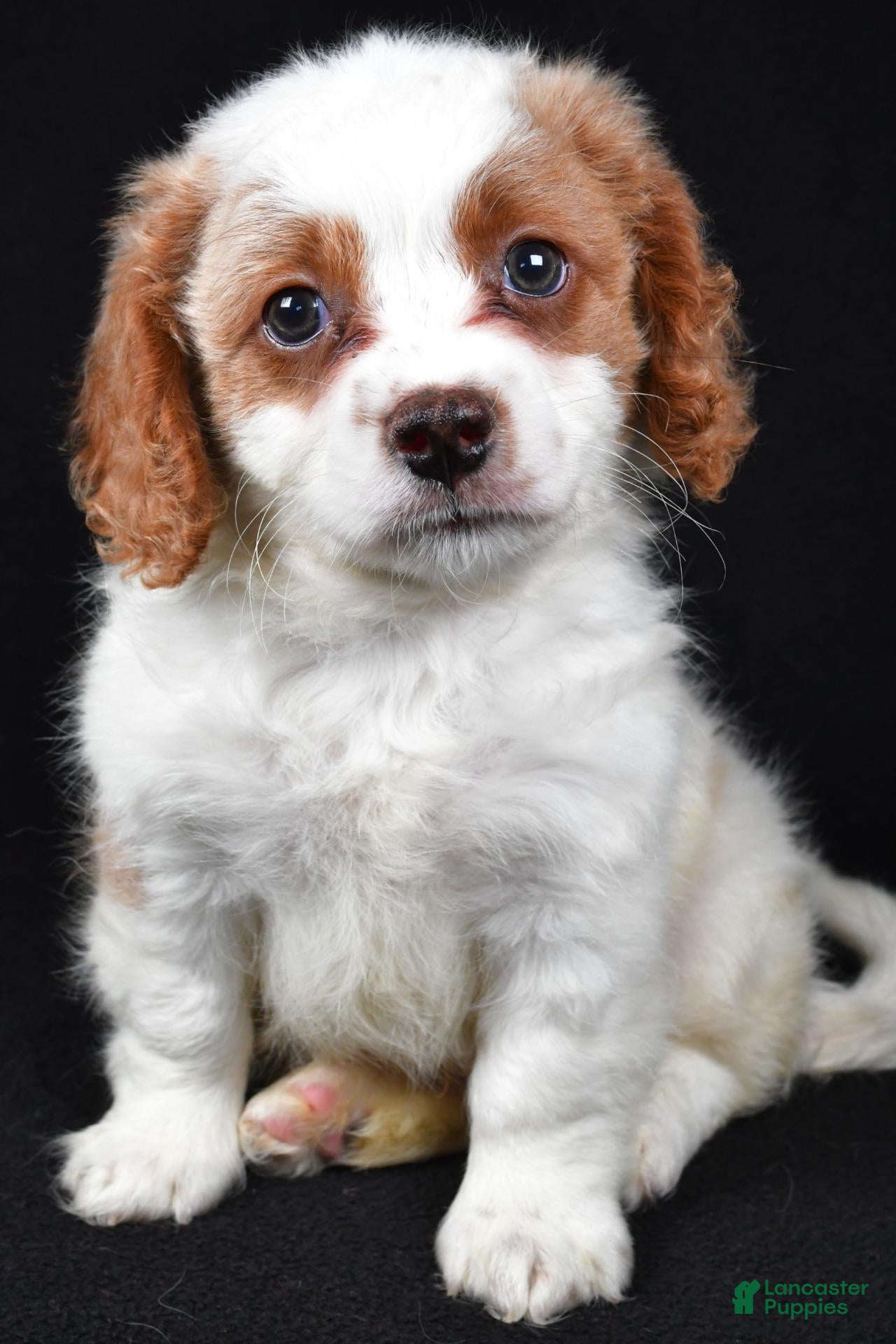 Mixed Breed dogs for sale: Bubbles - Ad 1
