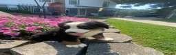 Bernese Mountain Dog dogs for sale: Rosie - Ad 5