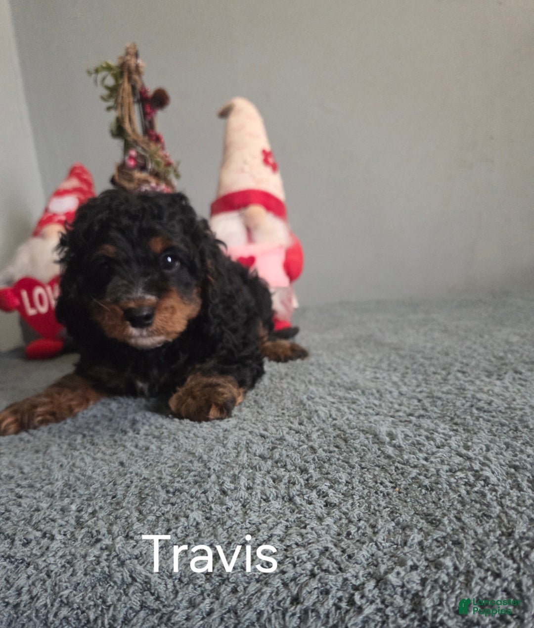 Cavapoo dogs for sale: Travis - Ad 10