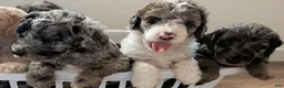 Mixed Breed dogs for sale: Golden Aussiedoodle 4 - Ad 6