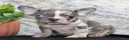 French Bulldog dogs for sale: Michelle Female AKC French Bulldog - Ad 3