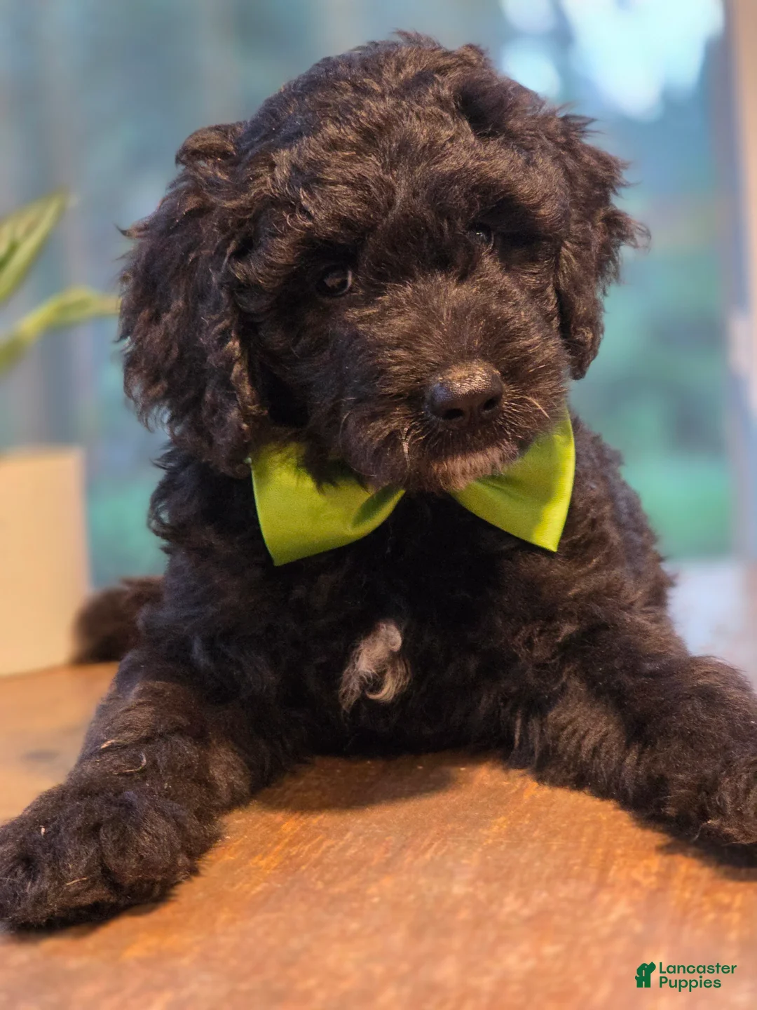 Goldendoodle dogs for sale: Junior  - Ad 2