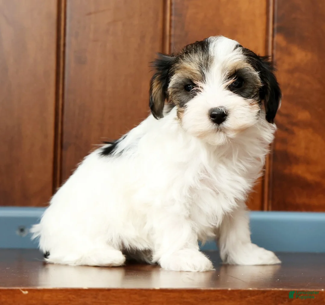 Yorkiepoo dogs for sale: Becca - Ad 2