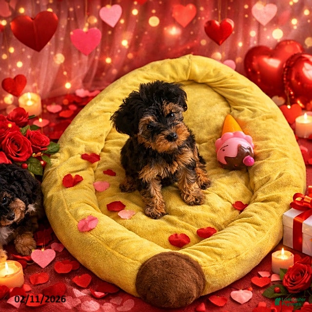 Yorkiepoo dogs Bailey - Ad 18