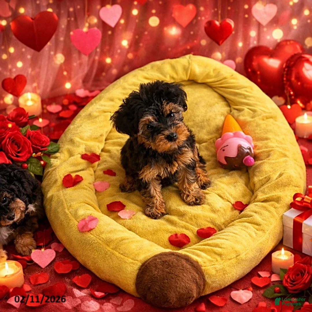 Yorkiepoo dogs for sale: Bailey - Ad 1