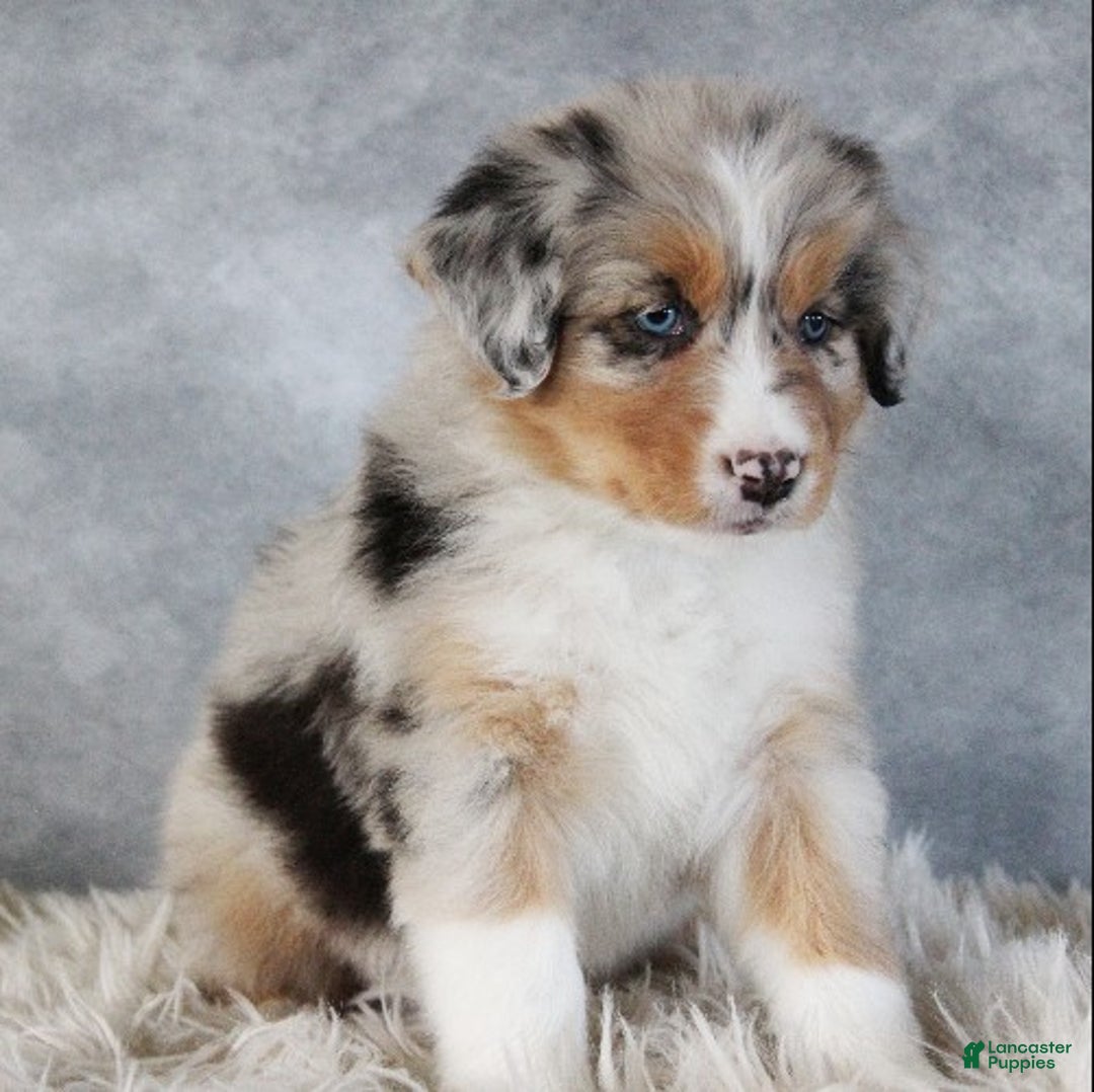 Australian Shepherd dogs for sale: Trixie - Ad 5