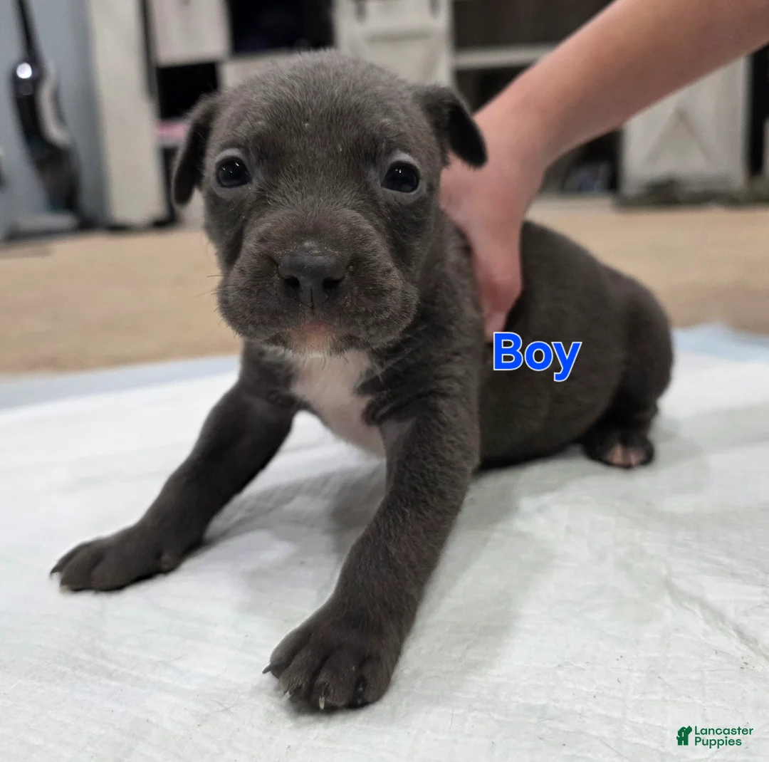 American Staffordshire Terrier dogs for sale: American Staffordshire Terrier Puppy 3 - Ad 3