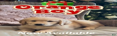 Golden Retriever Orange Boy