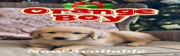 Golden Retriever dogs for sale: Golden Retriever Orange Boy - Ad 1