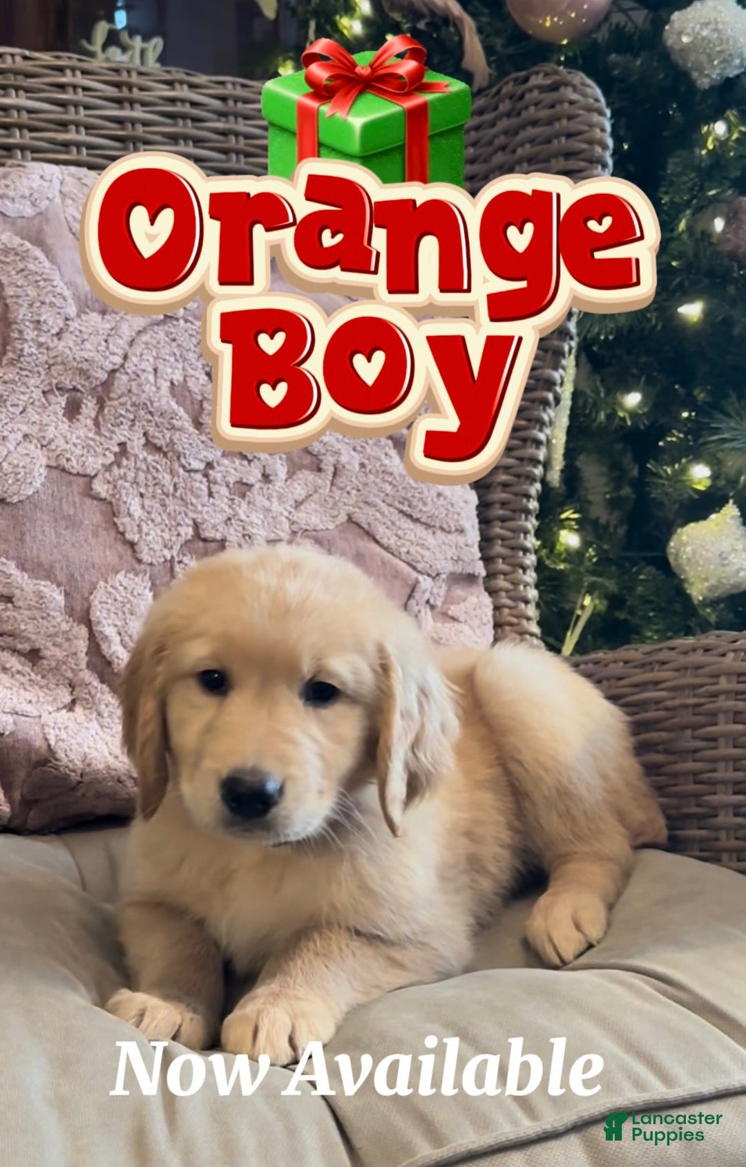 Golden Retriever dogs for sale: Golden Retriever Orange Boy - Ad 1