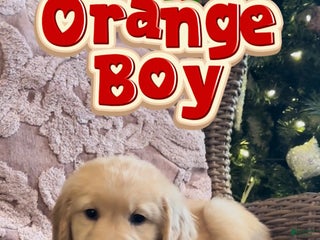 Golden Retriever dogs Golden Retriever Orange Boy - Ad 6