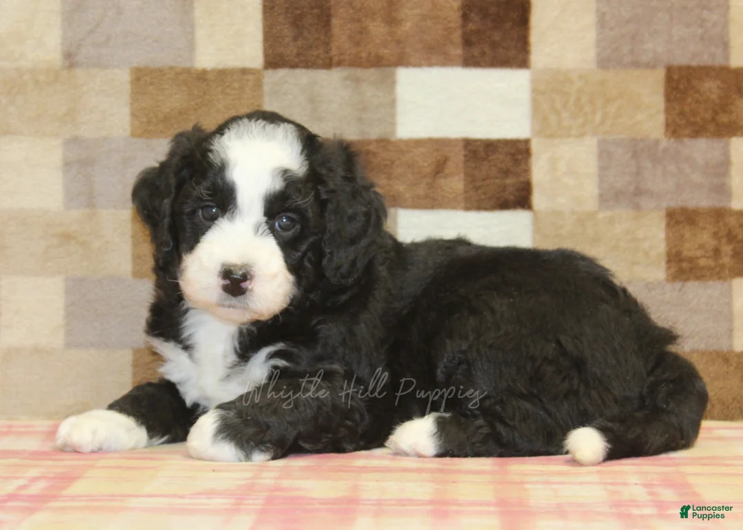 Mini Bernedoodle dogs for sale: Cody - Ad 2