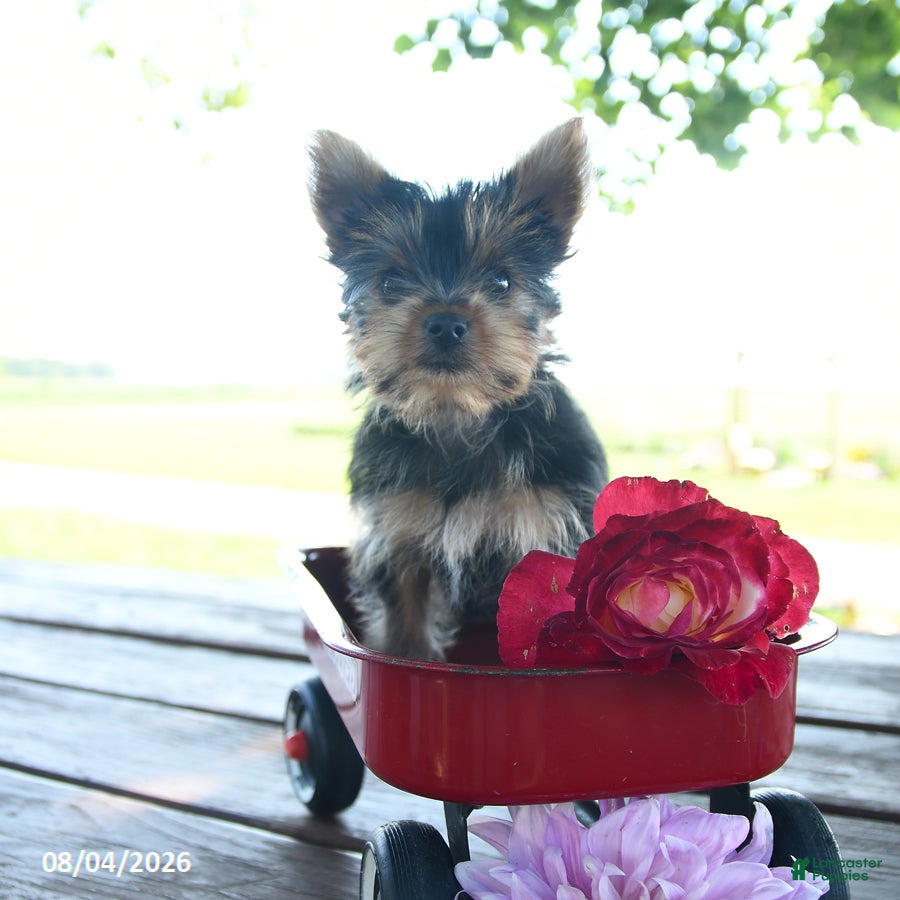 Yorkshire Terrier dogs Tanjo - Ad 2