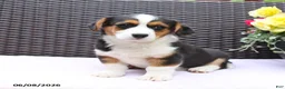 Mixed Breed dogs for sale: Caeser - Ad 4