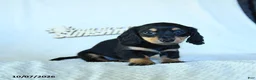 Miniature Dachshund dogs for sale: Christopher - Ad 3