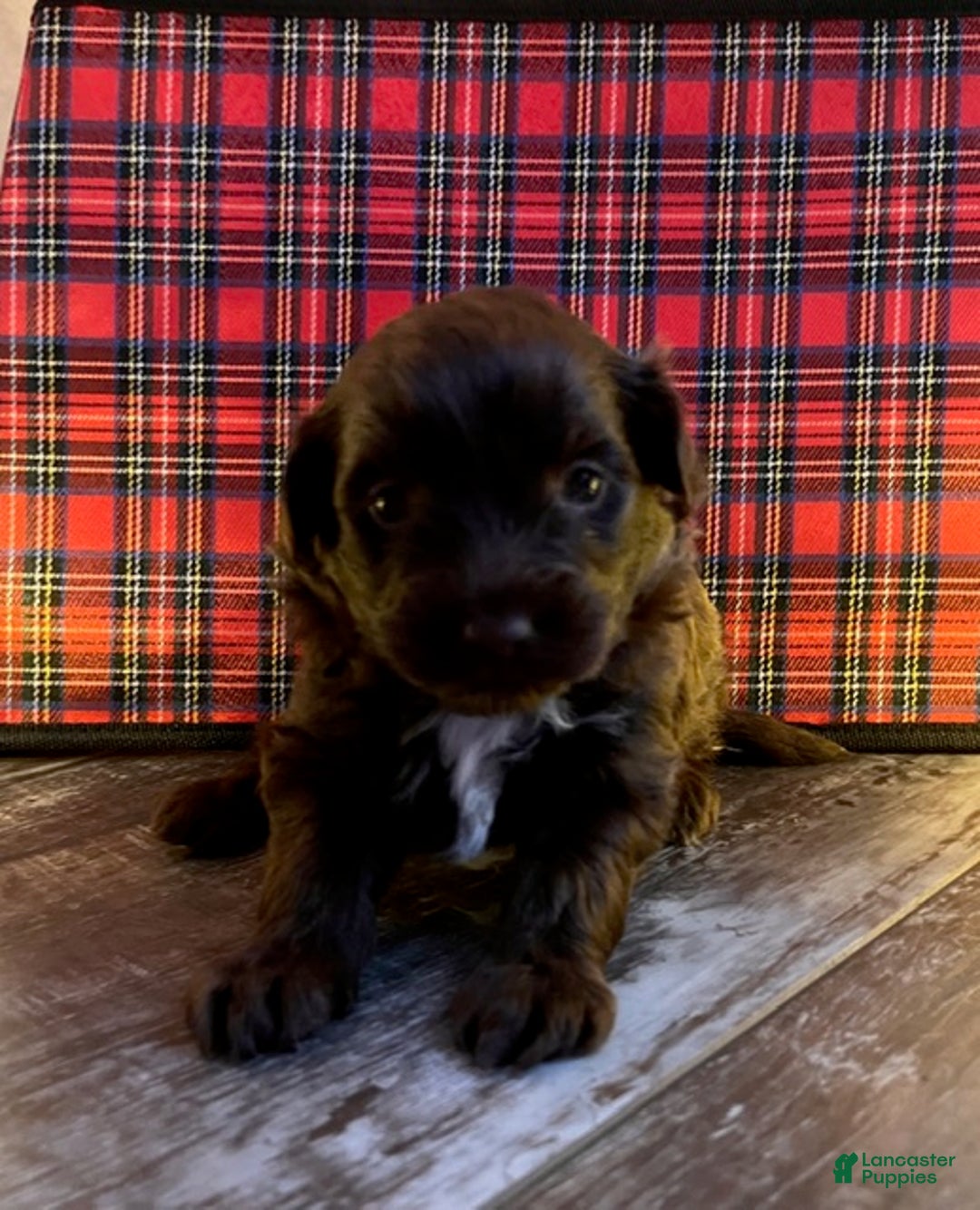 Pomapoo dogs for sale: Kevin - Ad 2