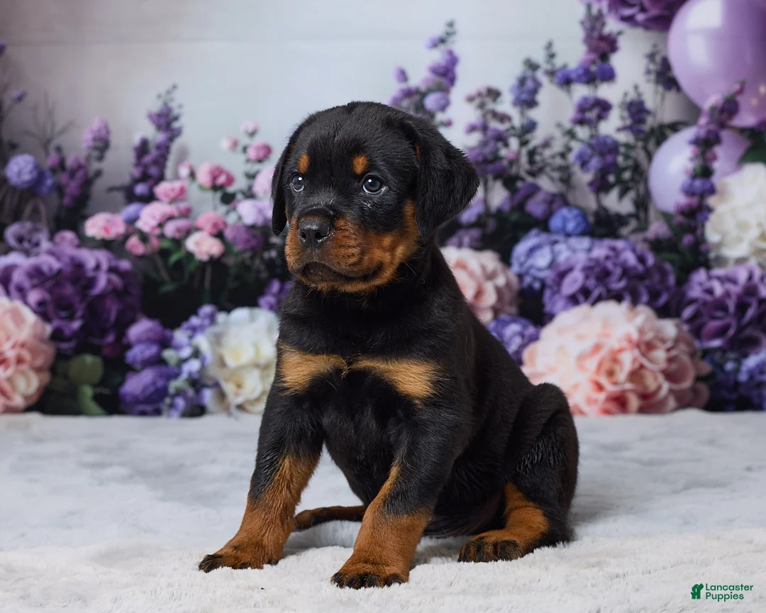 Rottweiler dogs for sale: Bandit - Ad 2