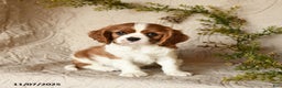 Cavalier King Charles Spaniel dogs for sale: Skippy - Ad 1