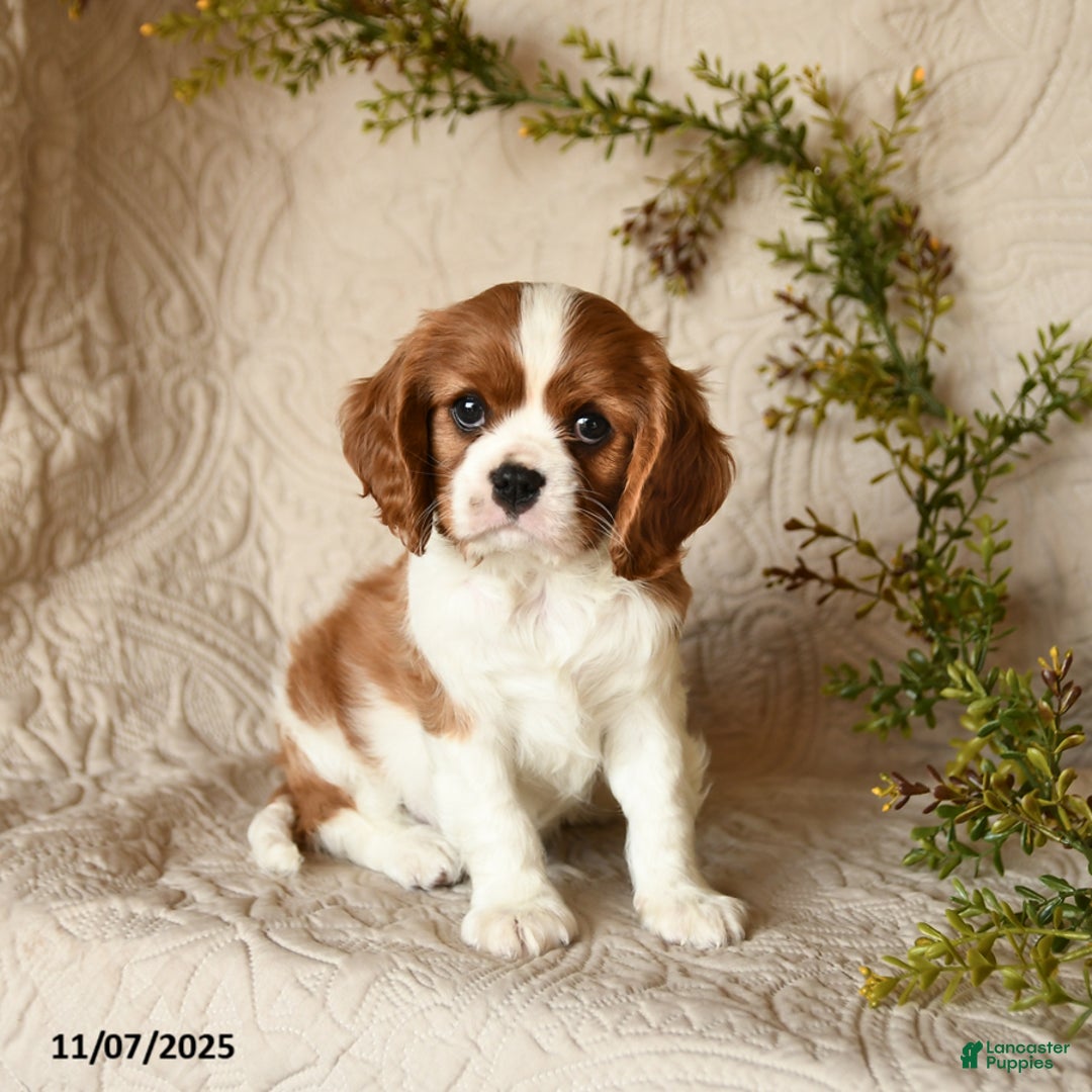 Cavalier King Charles Spaniel dogs for sale: Skippy - Ad 1