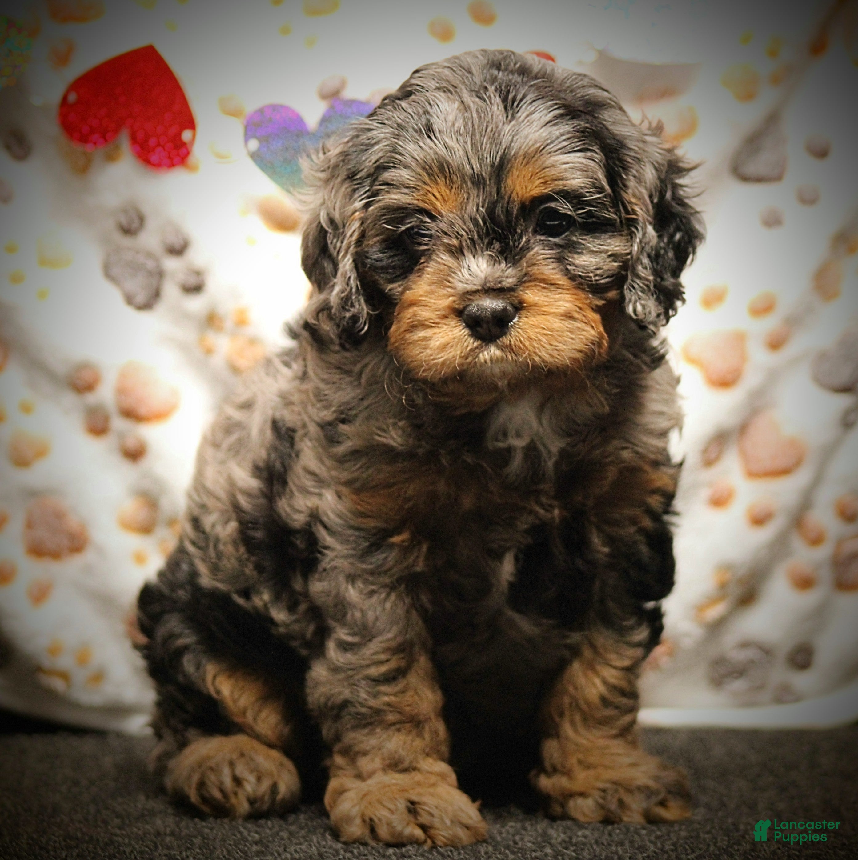 Cavapoo dogs Skye - Ad 4