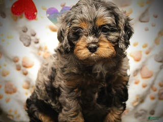 Cavapoo dogs Skye - Ad 4