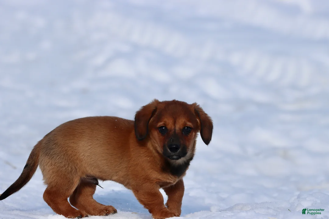 Dachshund dogs for sale: Goomba - Ad 2