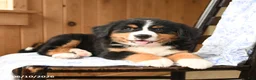 Bernese Mountain Dog dogs for sale: Ginger - Ad 3