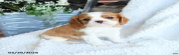 Cavalier King Charles Spaniel dogs for sale: Dan  - Ad 2