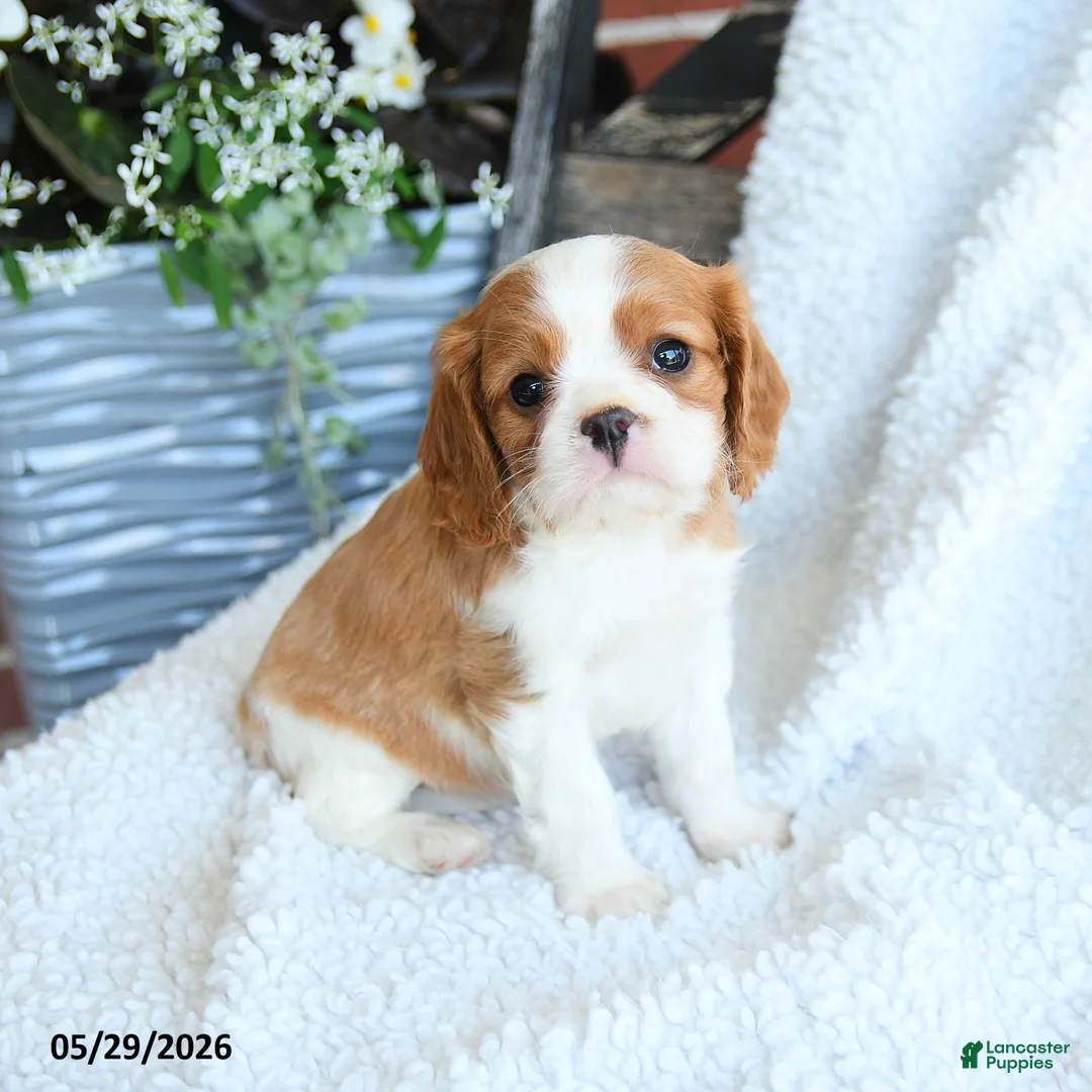 Cavalier King Charles Spaniel dogs for sale: Dan  - Ad 2
