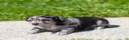 Chihuahua dogs for sale: Ryder Chihuahua Puppy  - Ad 8