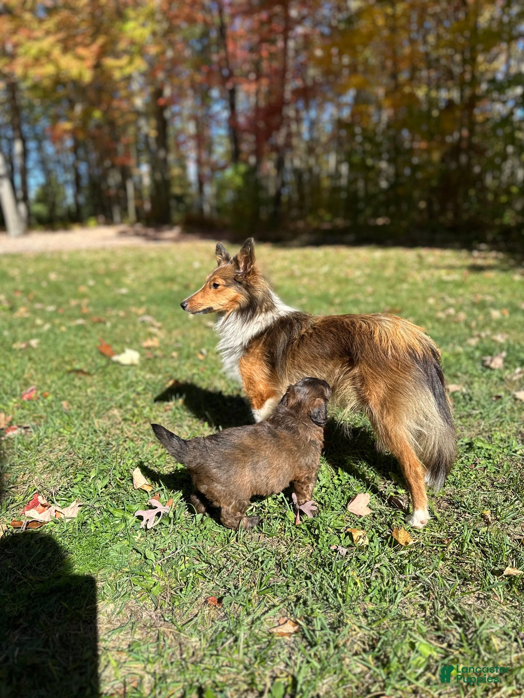 Sheltiedoodle dogs for sale: Sheltiedoodle Puppy 2 - Ad 15