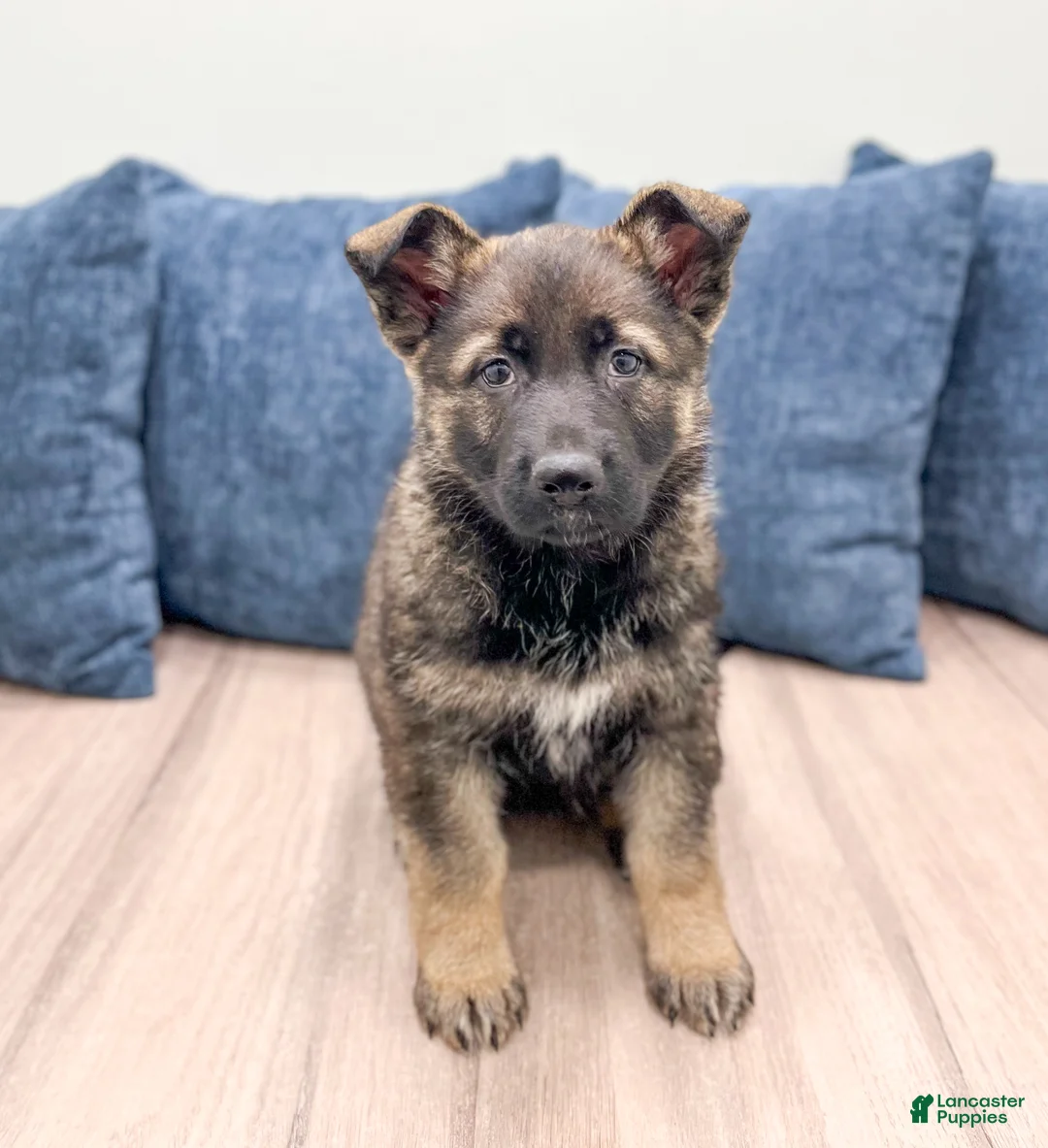 German Shepherd dogs for sale: Bella - Ad 1