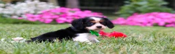 Cavalier King Charles Spaniel dogs for sale: Cooper - Ad 3