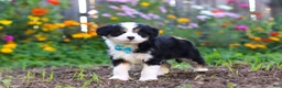 Mixed Breed dogs for sale: Oakley - Ad 5