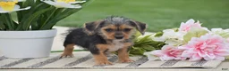 Dorkie dogs for sale: Lavender - Ad 3