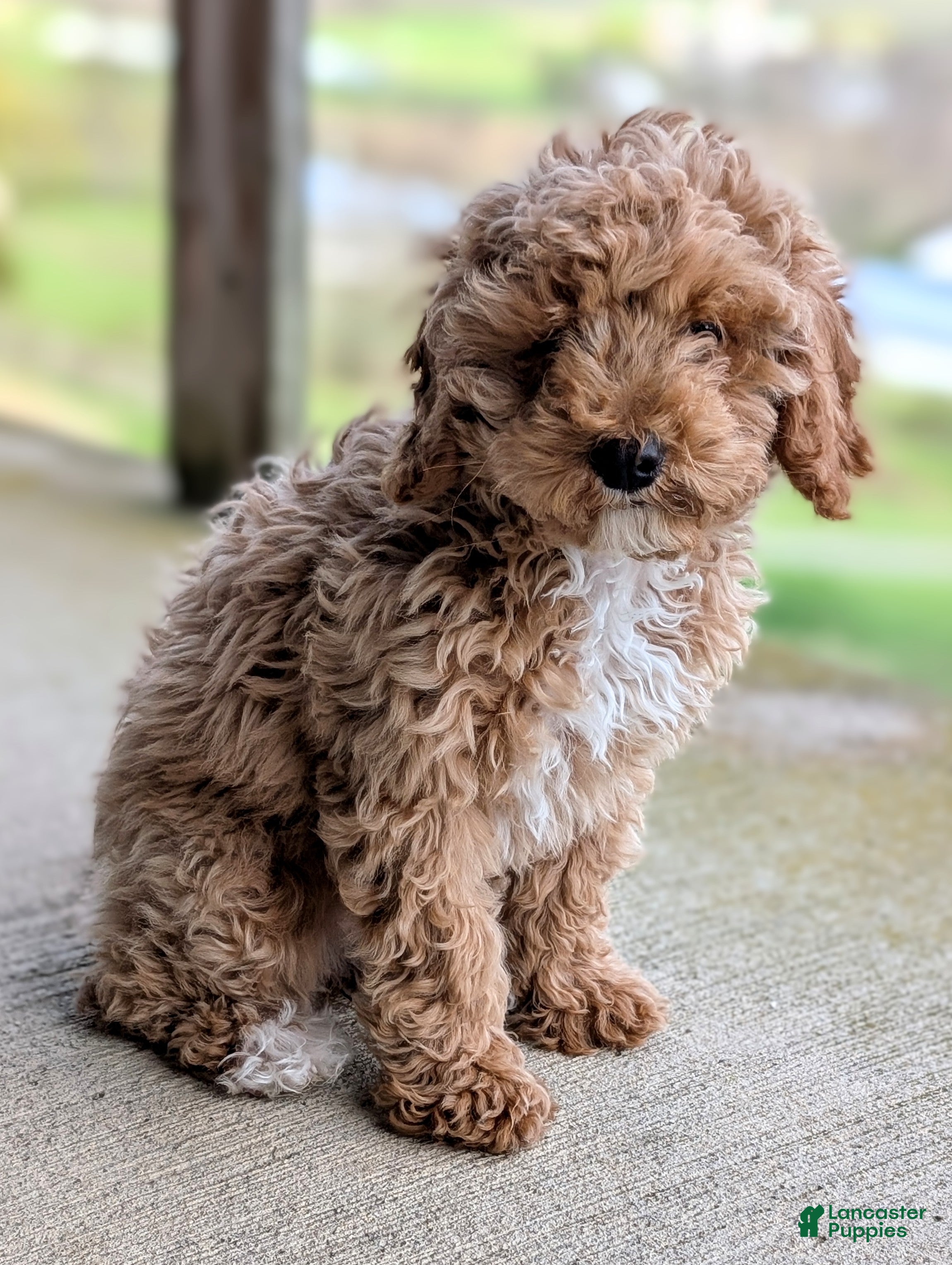 Cavapoo dogs Elsa - Ad 1
