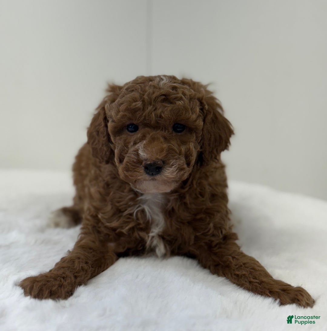 Mini Goldendoodle dogs for sale: Paisley  - Ad 8