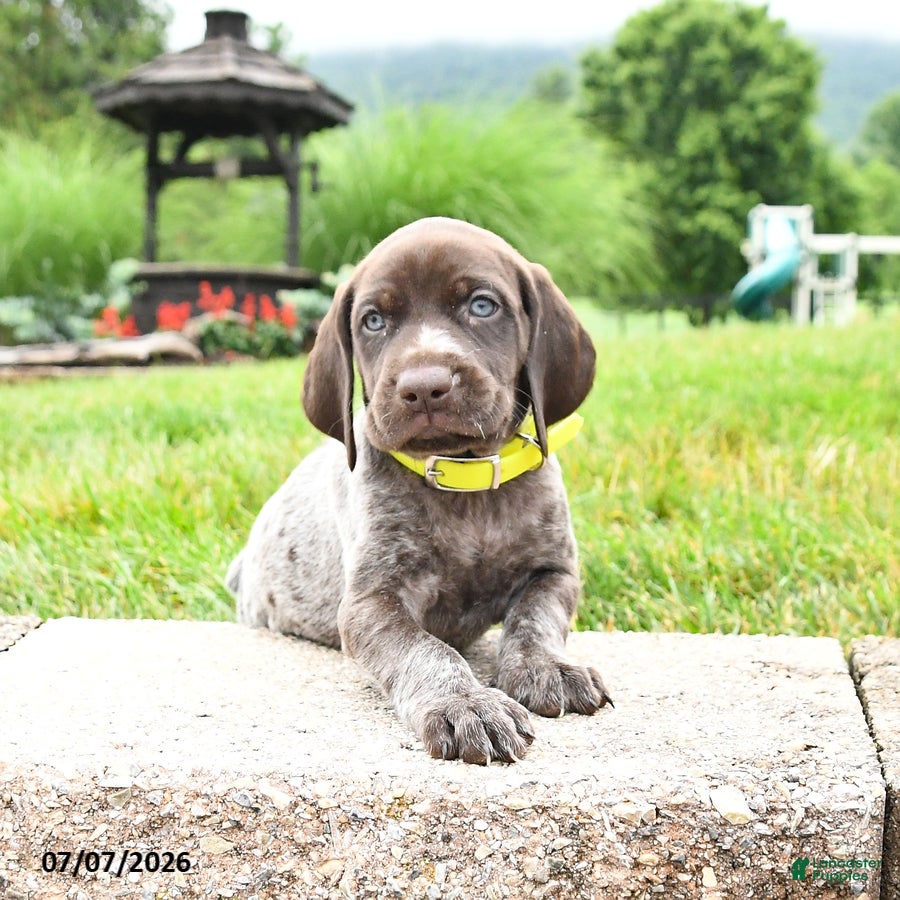 German Shorthaired Pointer dogs Honey - Ad 1