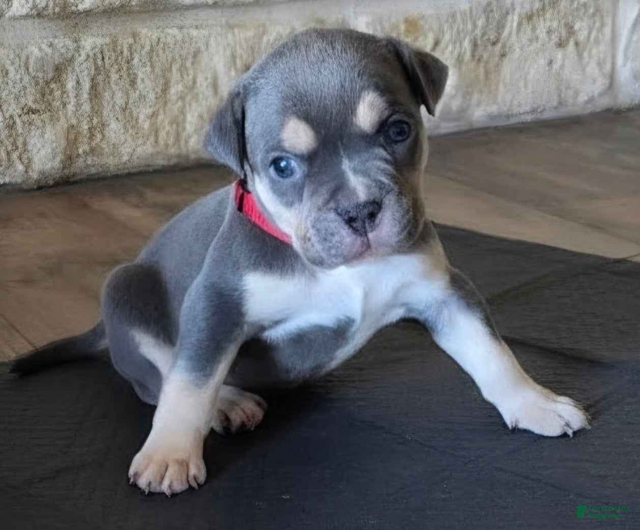 American Bully dogs Collins - Ad 1