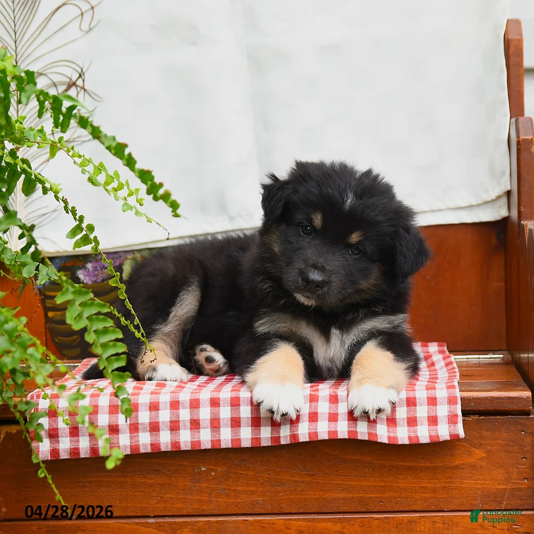 Australian Shepherd dogs for sale: Franz - Ad 2