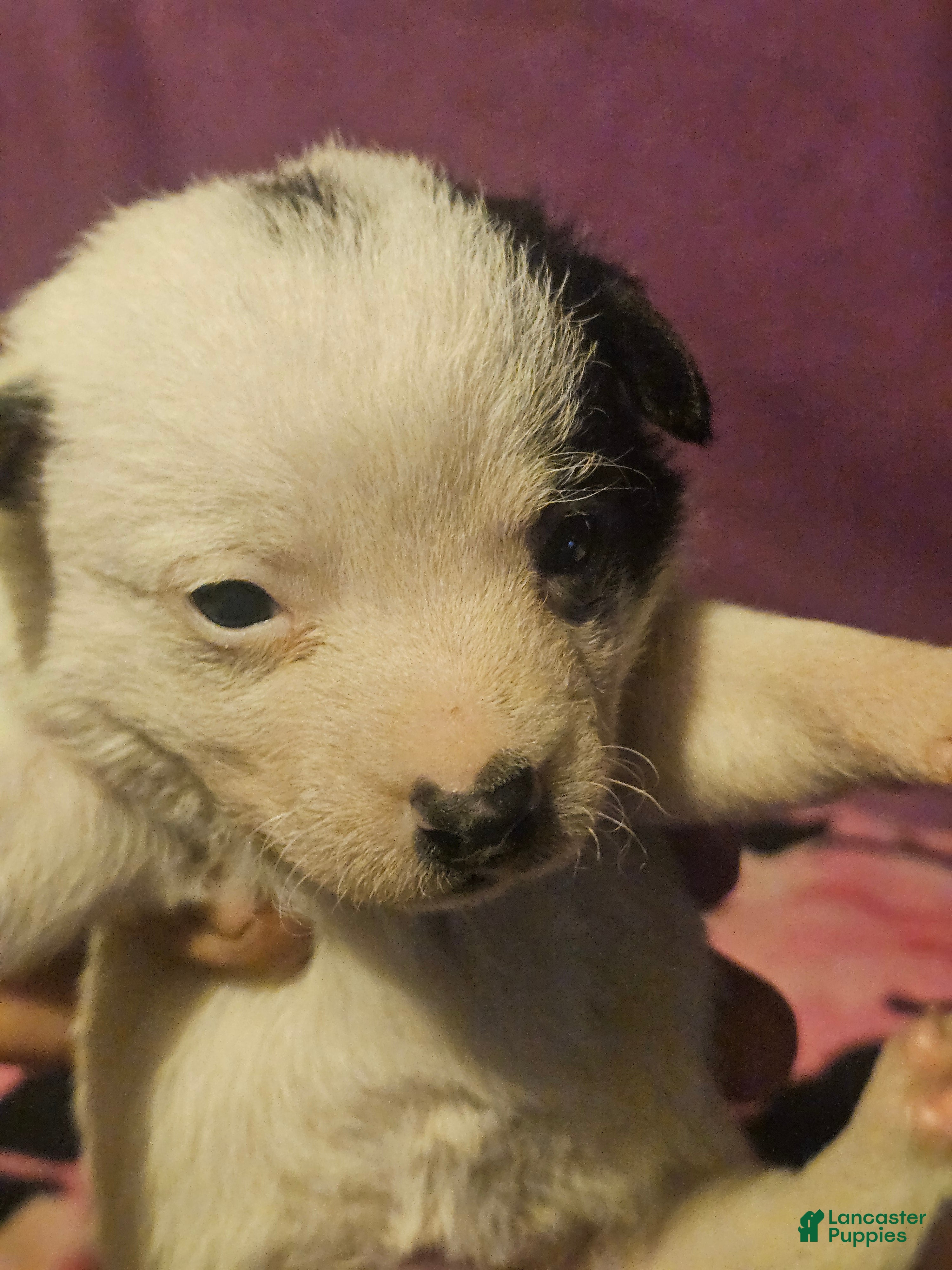 Chihuahua dogs Billie - Ad 20