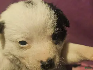 Chihuahua dogs Billie (T-Cup) - Ad 23