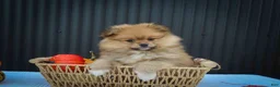 Pomeranian dogs for sale: 🐾 Meet Roxy — A Bouncy Little Ball of Fluff! 🐾 - Ad 3