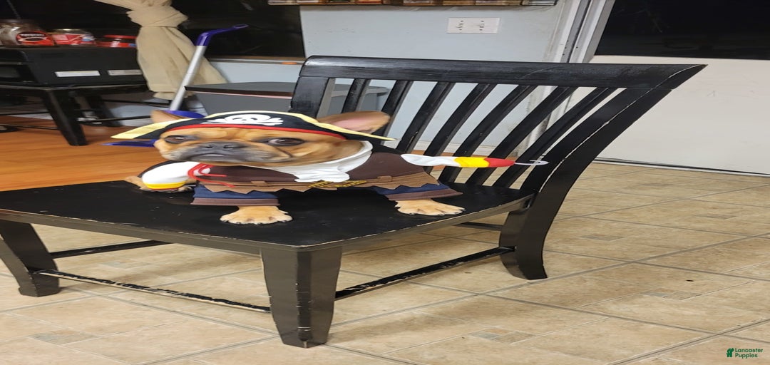 Gallery Image {{count}}