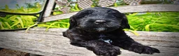 Havapoo dogs for sale: Webster - Ad 6