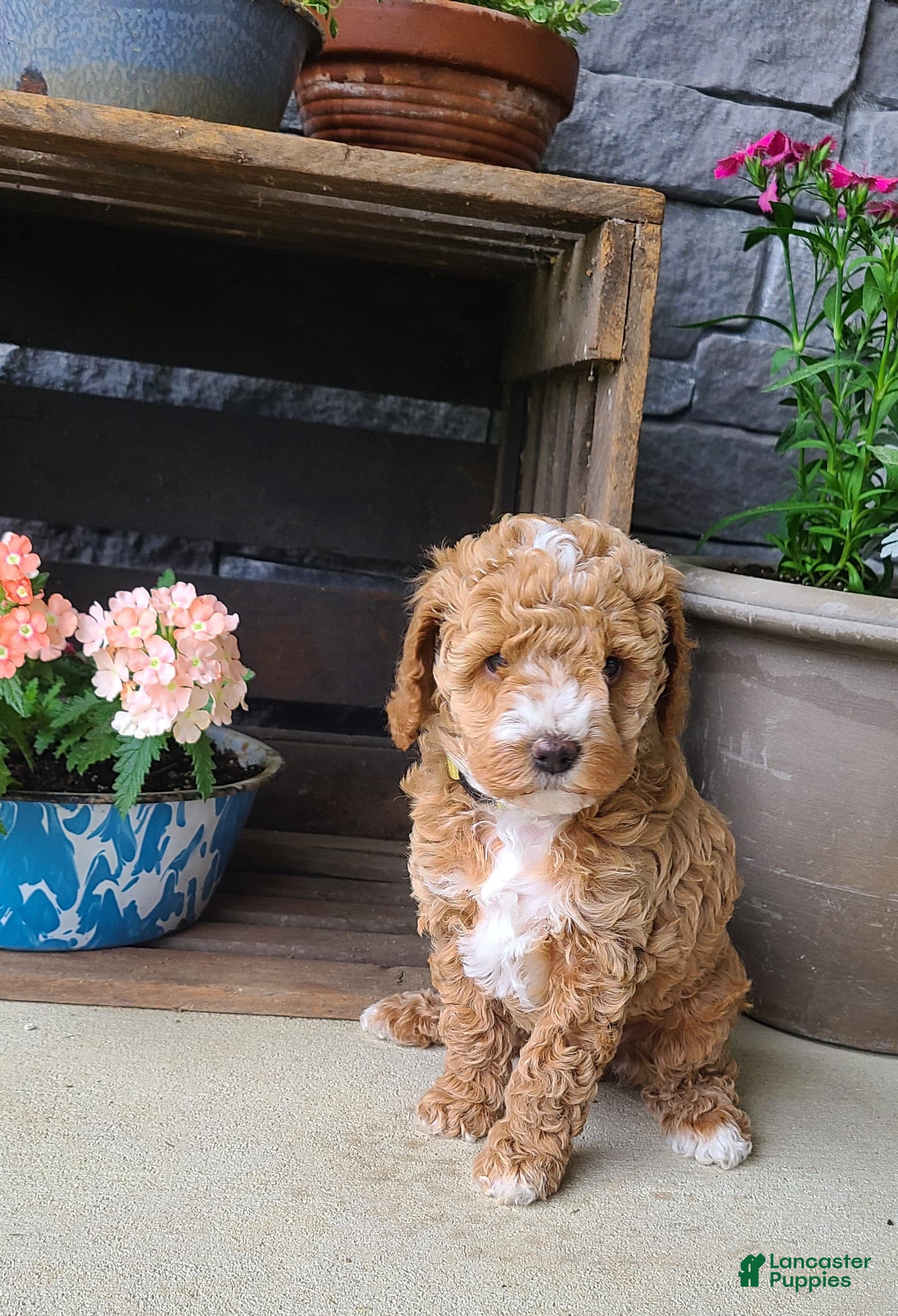 Cockapoo dogs for sale: Lexi - Ad 2