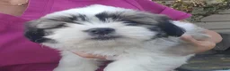 Shih Tzu dogs for sale: Shih Tzu Puppy 3 - Ad 6